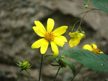 Close-up of yellow flowering plant