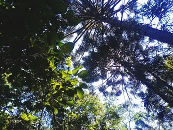 Low angle view of sunlight streaming through tree