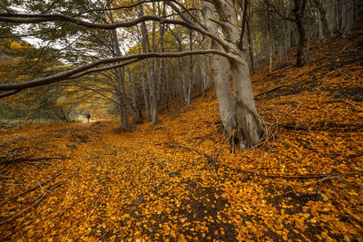 Trees in forest during autumn