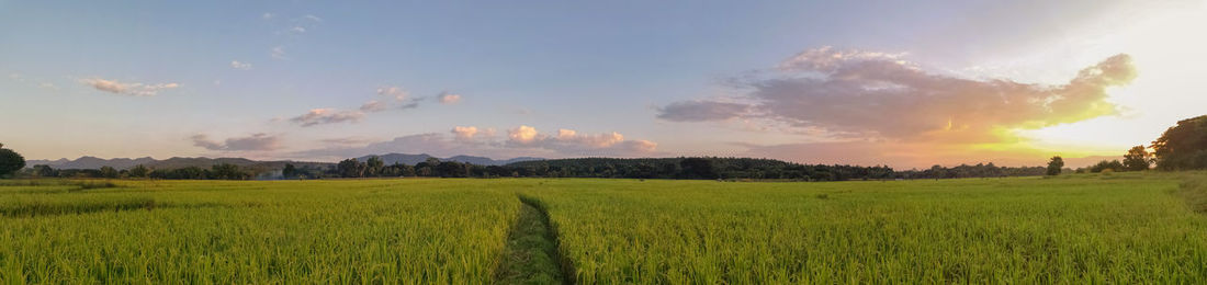 Scenic view of agricultural field against sky during sunset