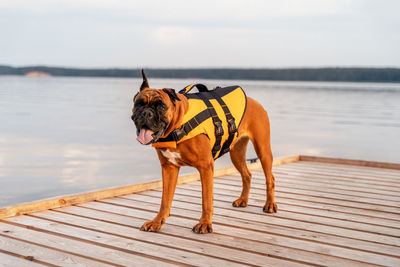 A dog in a life jacket on the pier