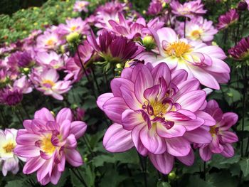 High angle view of pink flowering plants