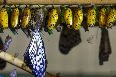 Close-up of butterfly and cocoons