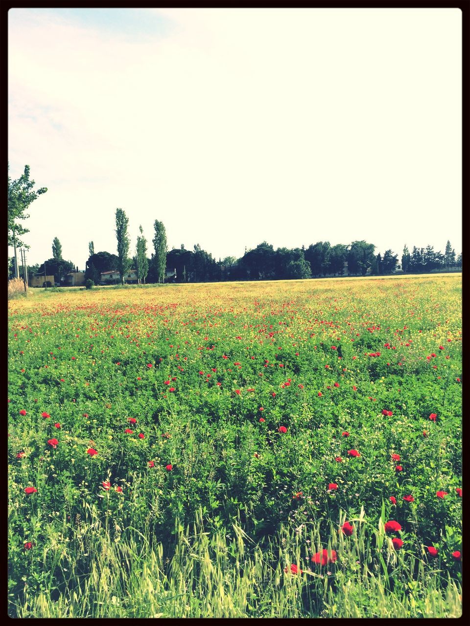 flower, field, growth, beauty in nature, transfer print, freshness, landscape, nature, grass, plant, tranquil scene, tranquility, auto post production filter, clear sky, scenics, sky, blooming, rural scene, fragility, copy space