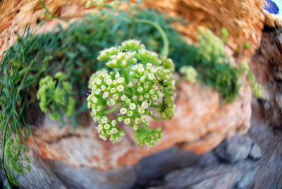 High angle view of plant in basket