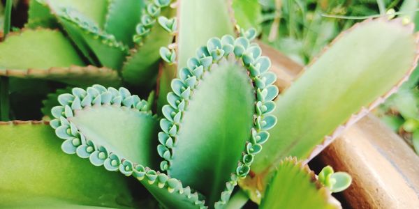 Close-up of succulent plant