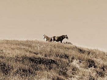 Side view of a dog running on field