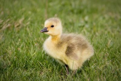 Close-up of bird on field