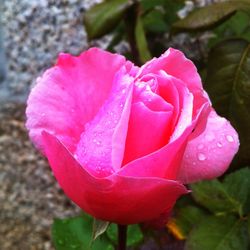 Close-up of pink rose