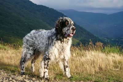 Full length of an elderly, blue belton english setter with copy space