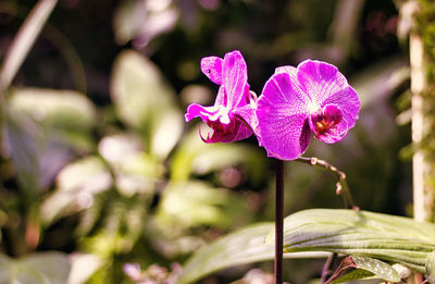 Close-up of pink flowering plant