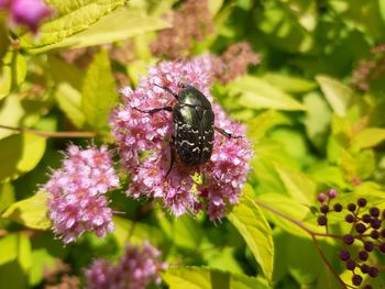 Close-up of insect on pink flower