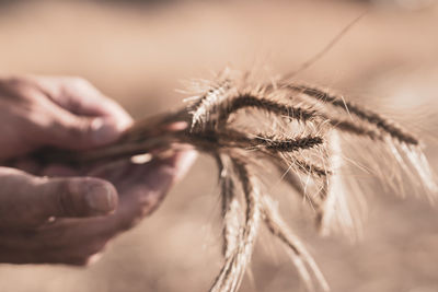 Close-up of human hand