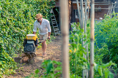 Middle aged gardener in casual wear and straw hat using motor cultivator while standing between colorful lush tomato shrubs under blue sky