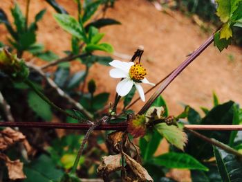 Close-up of insect perching on flower