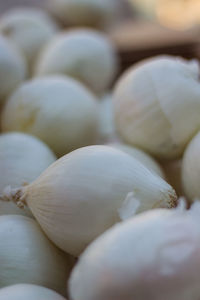 Close-up of sweet food