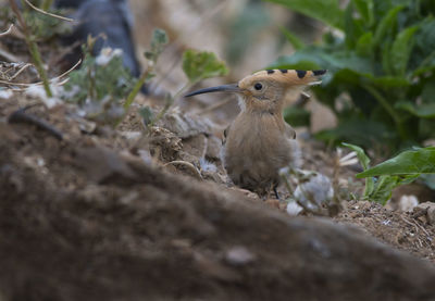 Bird on a field