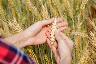 Cropped hand of person holding wheat