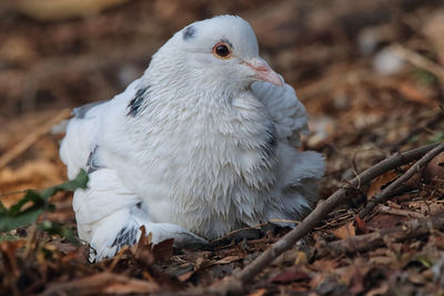 Close-up of bird