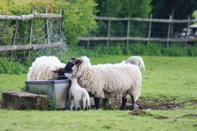 Sheep in a field