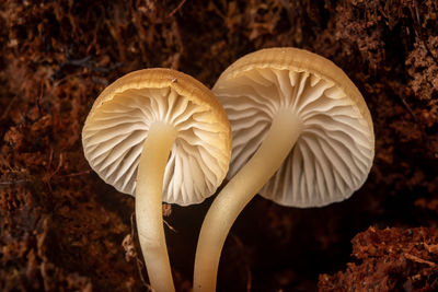 Close-up of mushrooms growing in forest