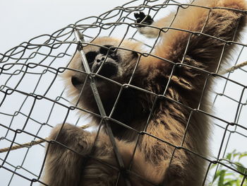 Close-up of horse in cage