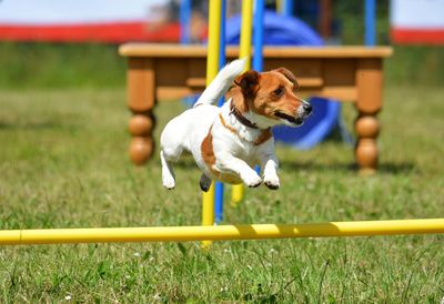 Dog on field