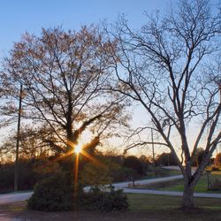 Sun shining through trees