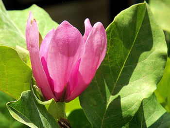 Close-up of pink flowers