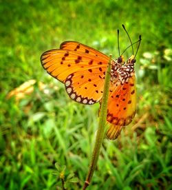 Close-up of butterfly pollinating flower