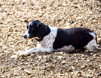 Close-up of puppy on sand