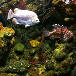 Close-up of fish in aquarium