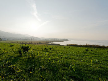 Scenic view of field against sky