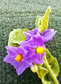 Close-up of purple flowers