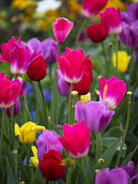 Close-up of pink tulips