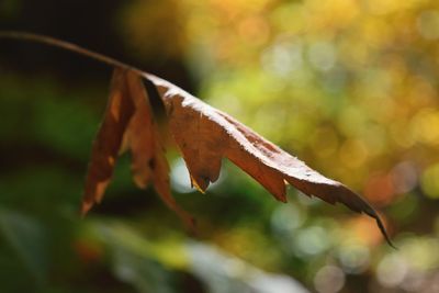 Close-up of lizard on leaf