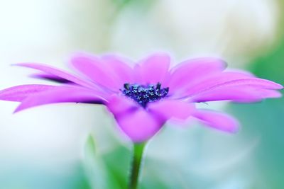 Close-up of pink flower blooming outdoors