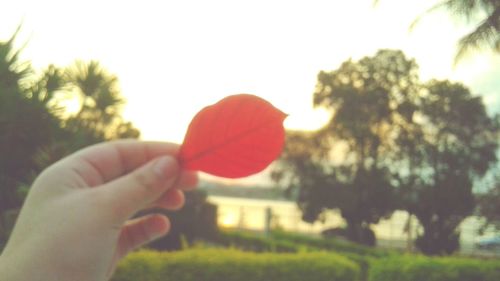 Close-up of hand holding plant