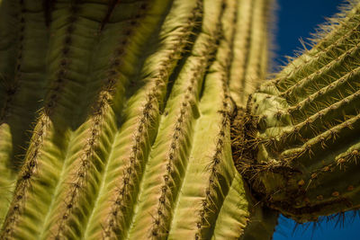 Close-up of succulent plant