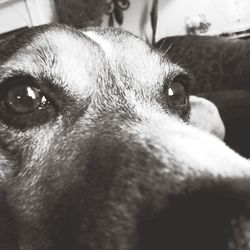 Close-up portrait of dog