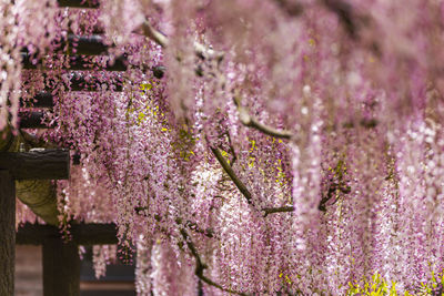 Shirai omachi wisteria park wisteria flowers