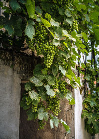 Close-up of ivy growing on tree