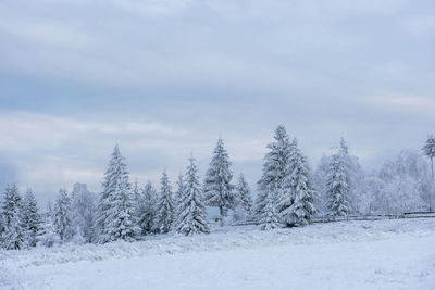 Trees on snow covered on land against cloudy sky