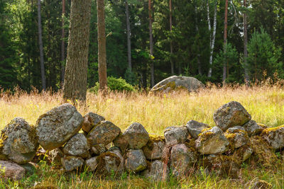 View of sheep on rock in forest