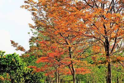 Low angle view of trees