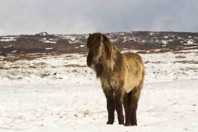 Icelandic horse in wintertime in front of snowy mountains