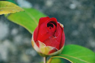 Close-up of red rose