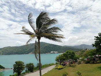 Palm tree by sea against sky