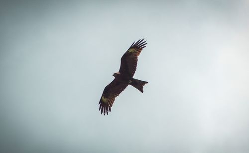 Low angle view of eagle flying in sky