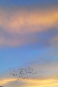 Low angle view of birds flying in sky